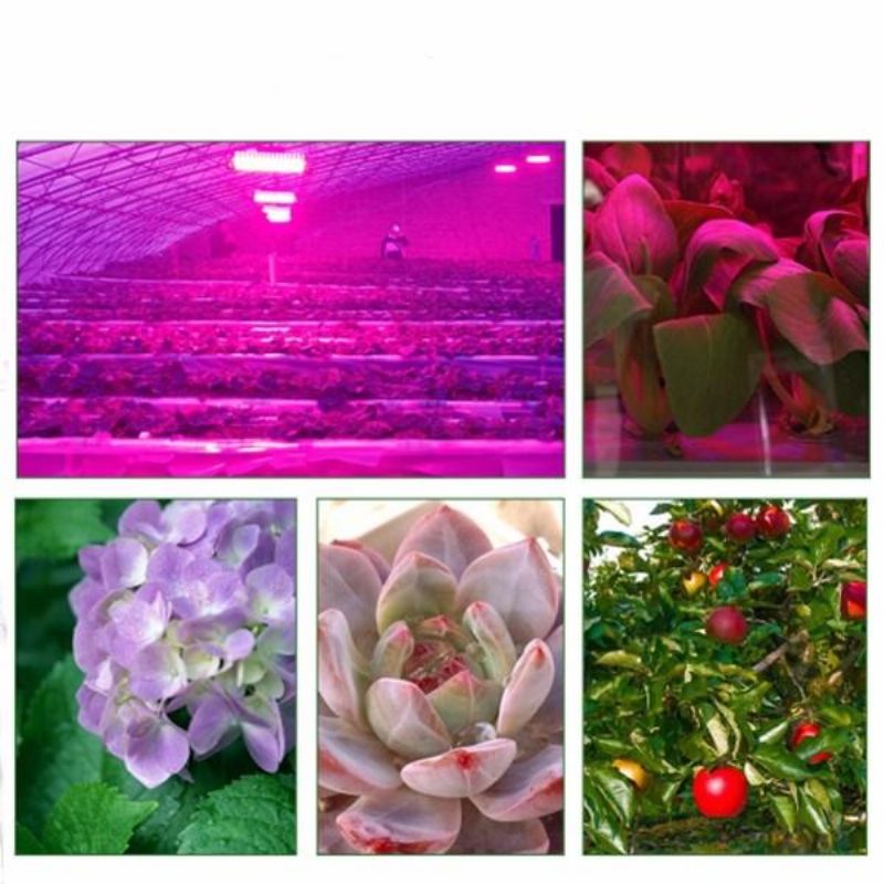 30w/50w/70w Nagy Teljesítményű Teljes Spektrumú Led Grow Cob Fénychip Növényekhez Zöldségekhez Ac110v/ac220v